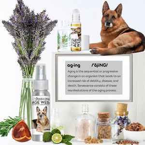 german shepherd senior care