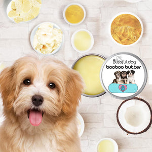 havanese skin itchy