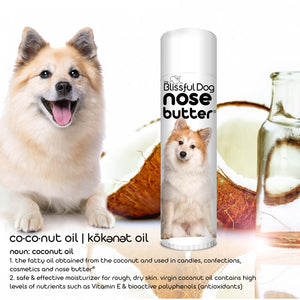Icelandic Sheepdog has dry nose