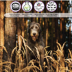 Irish Wolfhound in woods