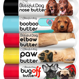 Irish Setter pet care