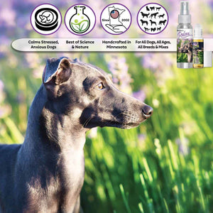 italian greyhound