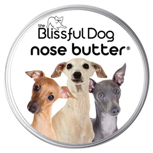 Italian Greyhound has a drynose