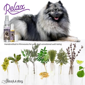 keeshond separation anxiety