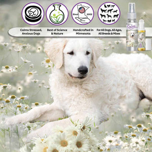 kuvasz calming aromatherapy