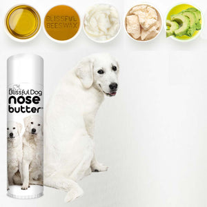 help kuvasz dry nose