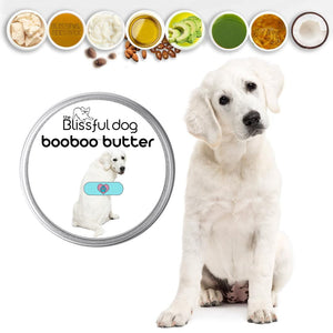 kuvasz dog nose dry