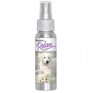 kuvasz dog