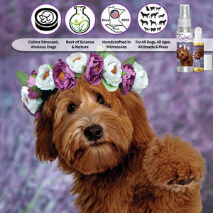 labradoodle