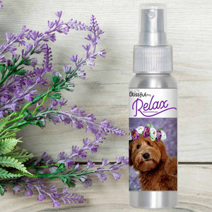 labradoodle grooming