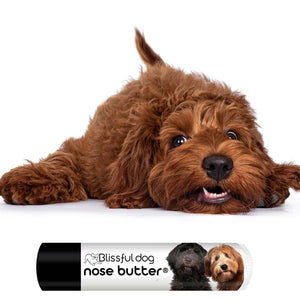 Labradoodle Nose is chapped