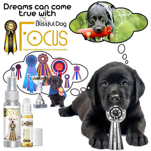 labrador retriever field training