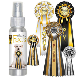 labrador retriever obedience training