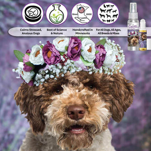 Lagotto Romagnola aromatherapy