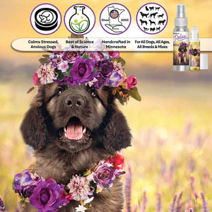 Leonberger puppy