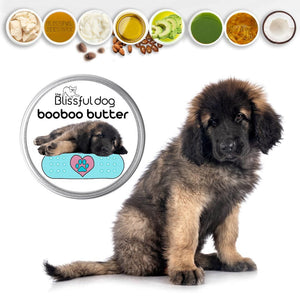 Leonberger Custom Combo