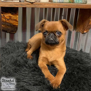 Brussels Griffon Custom Combo