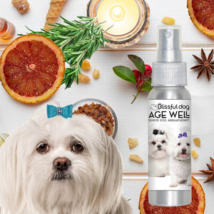 old maltese dog care