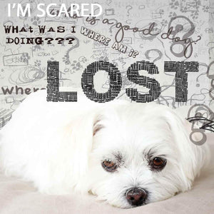 Maltese Age Well Dog Aromatherapy