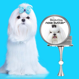 Maltese Dog Nose is rough