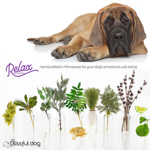 mastiff stressed