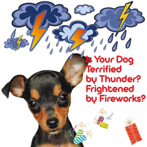 Miniature Pinscher Relax Dog Aromatherapy