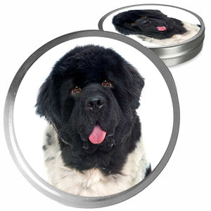 landseer newfoundland dog