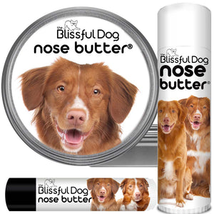 nova scotia duck tolling retriever nose butter