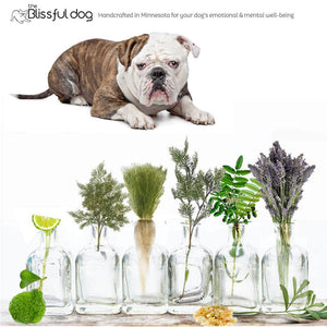 Olde English Bulldogge natural