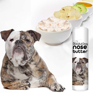 Olde English Bulldogge has dryNose