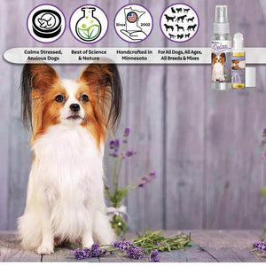 papillon relax dog aromatherapy