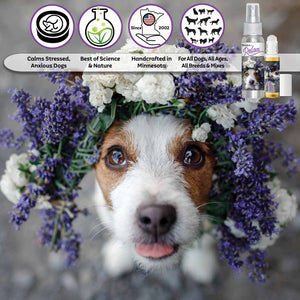 jack russell terrier hyper