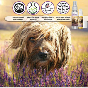 Petit Basset Griffon Vendéen