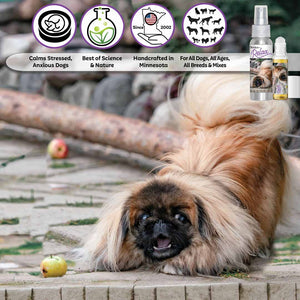 pekingese relax dog aromatherapy