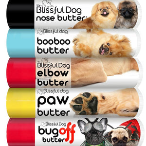 pekingese pet