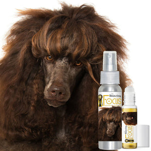 poodle focus aromatherapy
