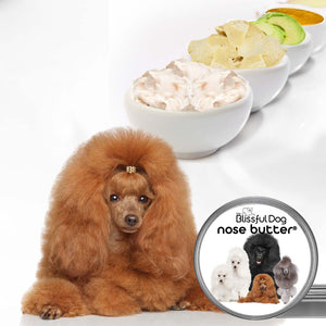 red poodle