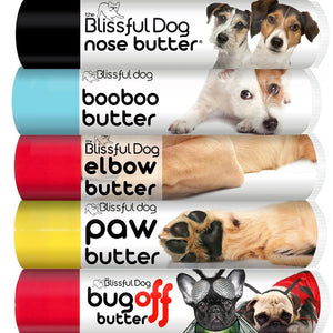 parson russell terrier care