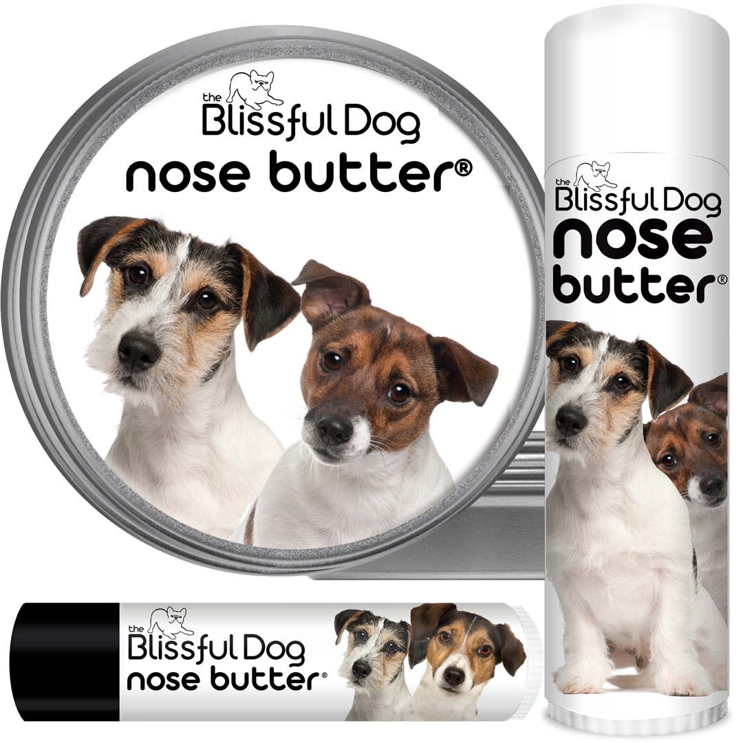Parson Russell Terrier Nose is dry
