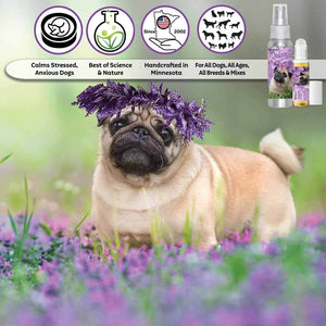 pug relax dog aromatherapy