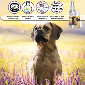 Puggle relax dog aromatherapy