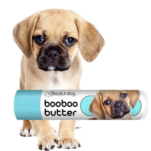 Puggle skin itchy