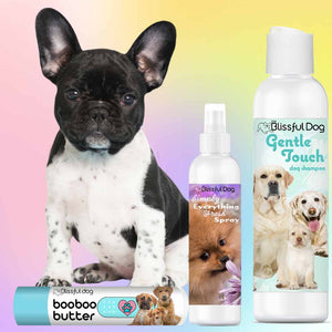 french bulldog pied poppy