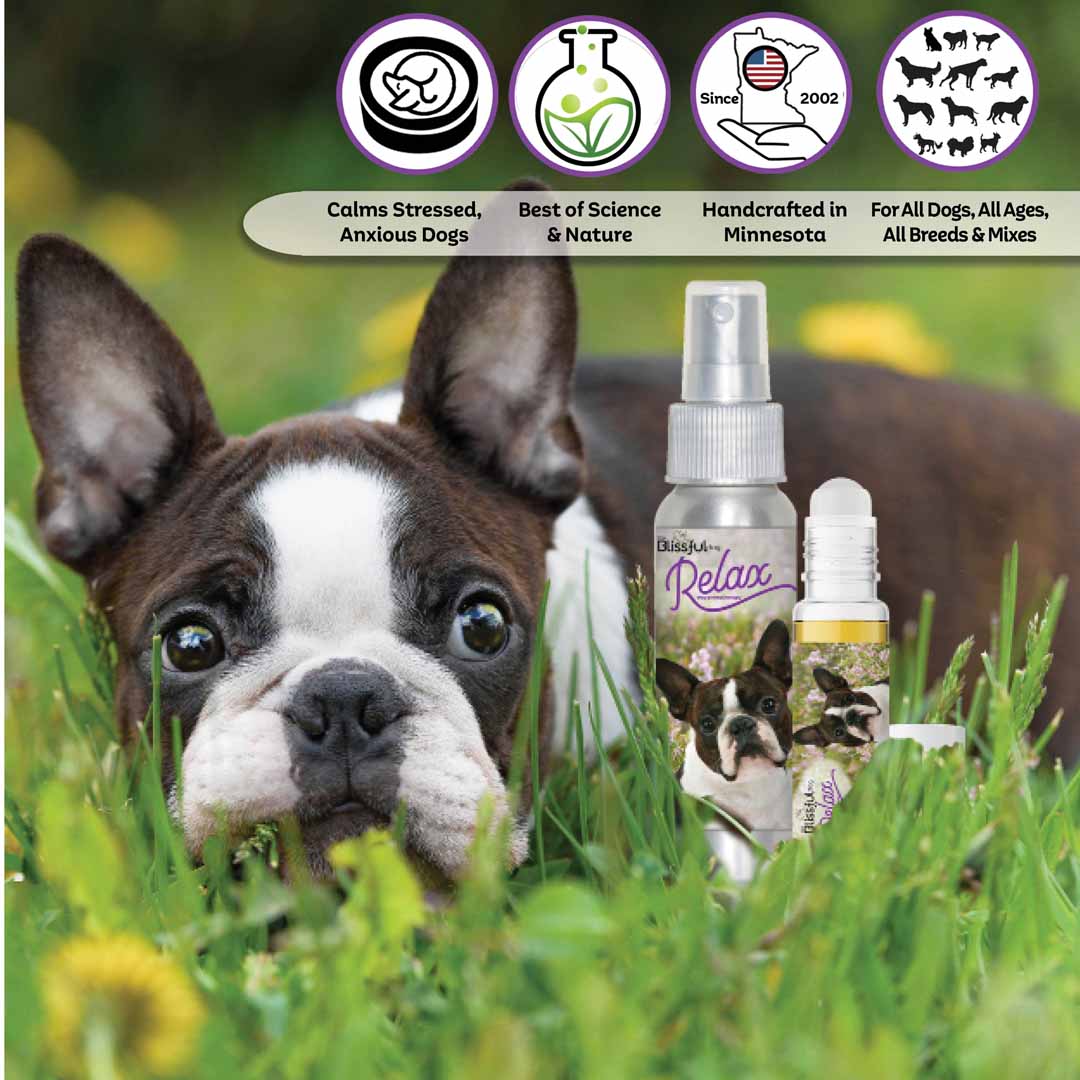 Boston Terrier aromatherapy