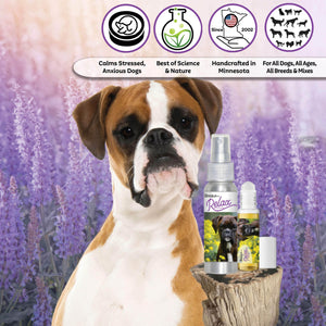 Boxer dog aromatherapy