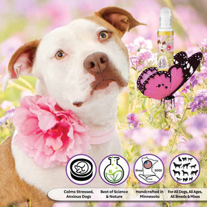American Staffordshire Terrier aromatherapy