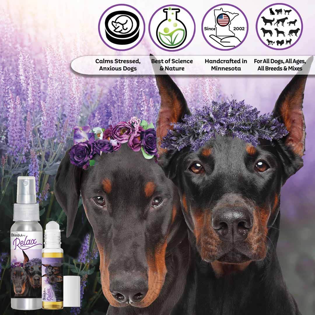 doberman pinscher dog aromatherapy