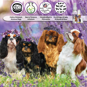 english toy spaniel colors