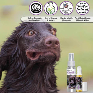 flat-coated retriever face