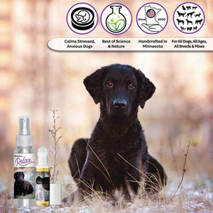 curly-coat retriever